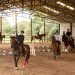 LOUGH GARA STABLES & COUNTRY PURSUITS